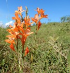 Tritonia moggii