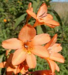 Tritonia moggii
