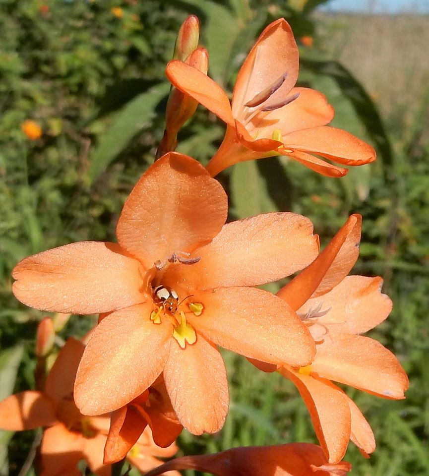 Tritonia moggii