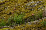 Freesia laxa subsp. laxa