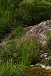 Freesia laxa subsp. laxa