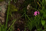 Freesia laxa subsp. laxa