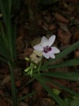 Freesia laxa subsp. azurea