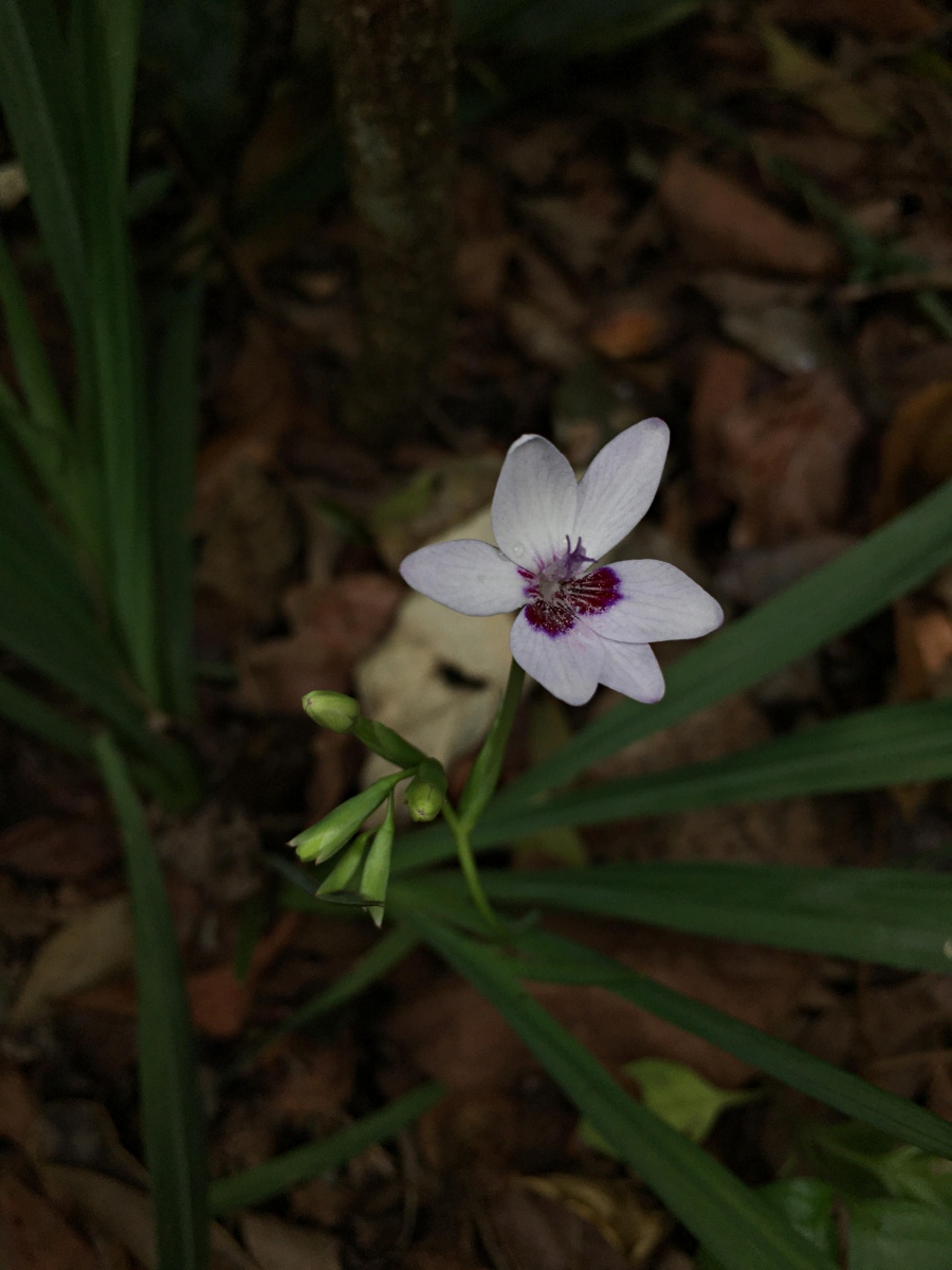 Freesia laxa subsp. azurea