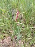 Gladiolus gregarius