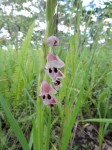 Gladiolus gregarius
