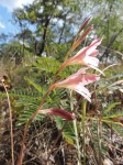 Gladiolus erectiflorus