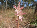 Gladiolus erectiflorus