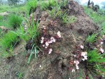 Begonia princeae