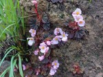 Begonia princeae