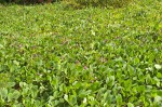 Canavalia rosea