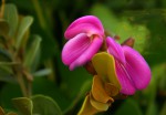 Canavalia rosea