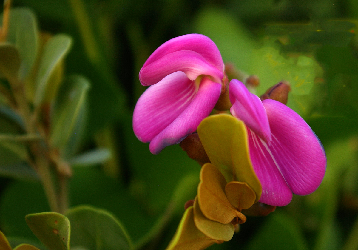 Canavalia rosea