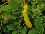 Canavalia rosea