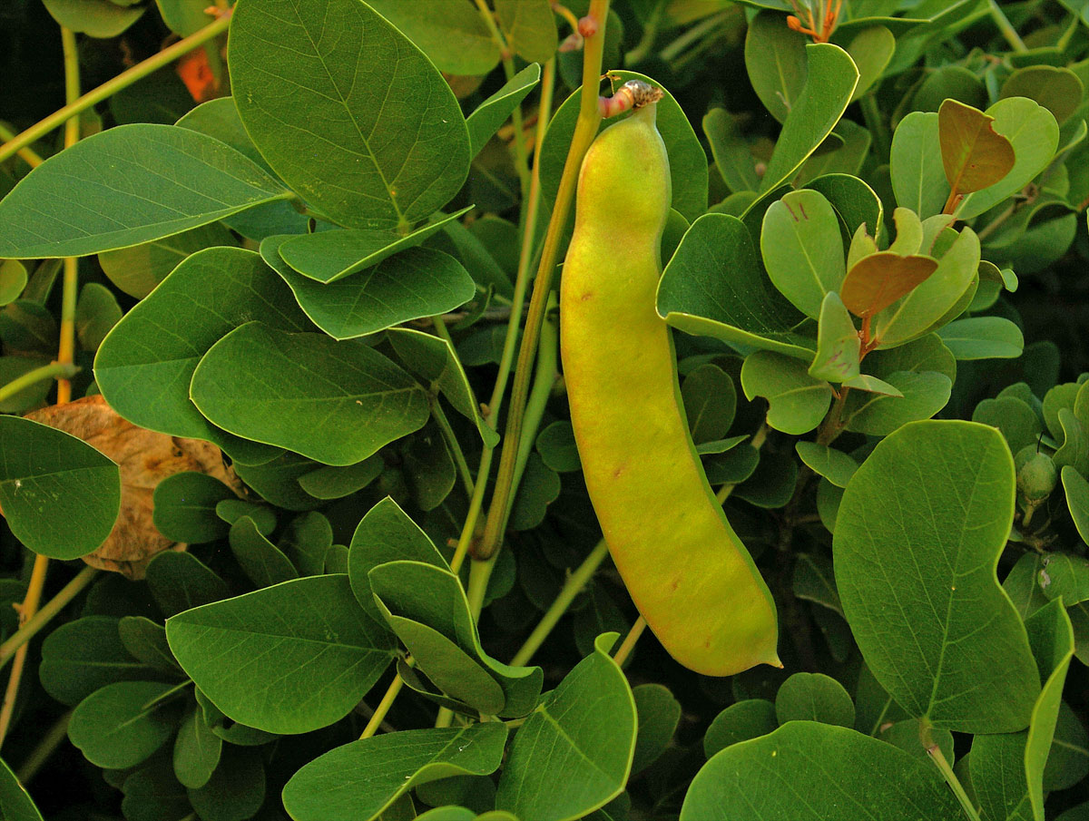 Canavalia rosea