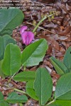 Canavalia rosea