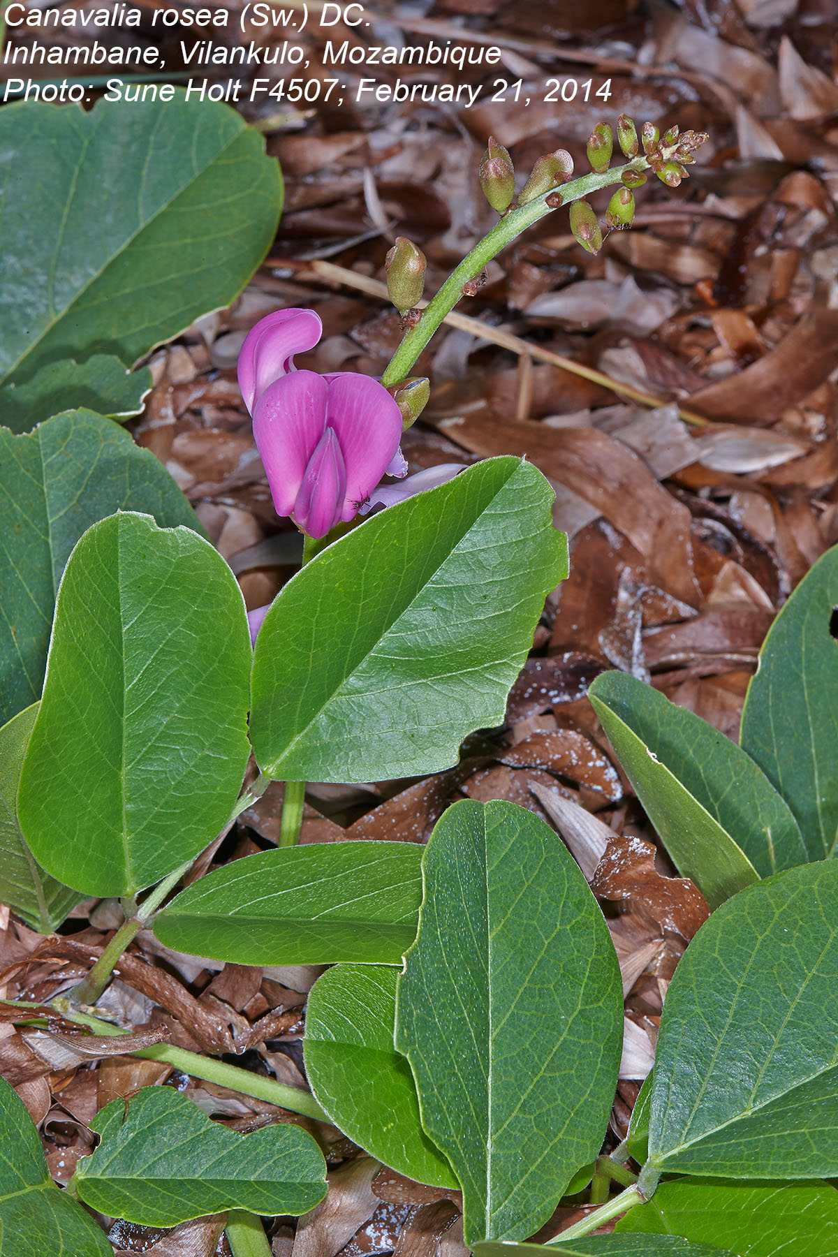 Canavalia rosea