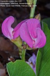 Canavalia rosea