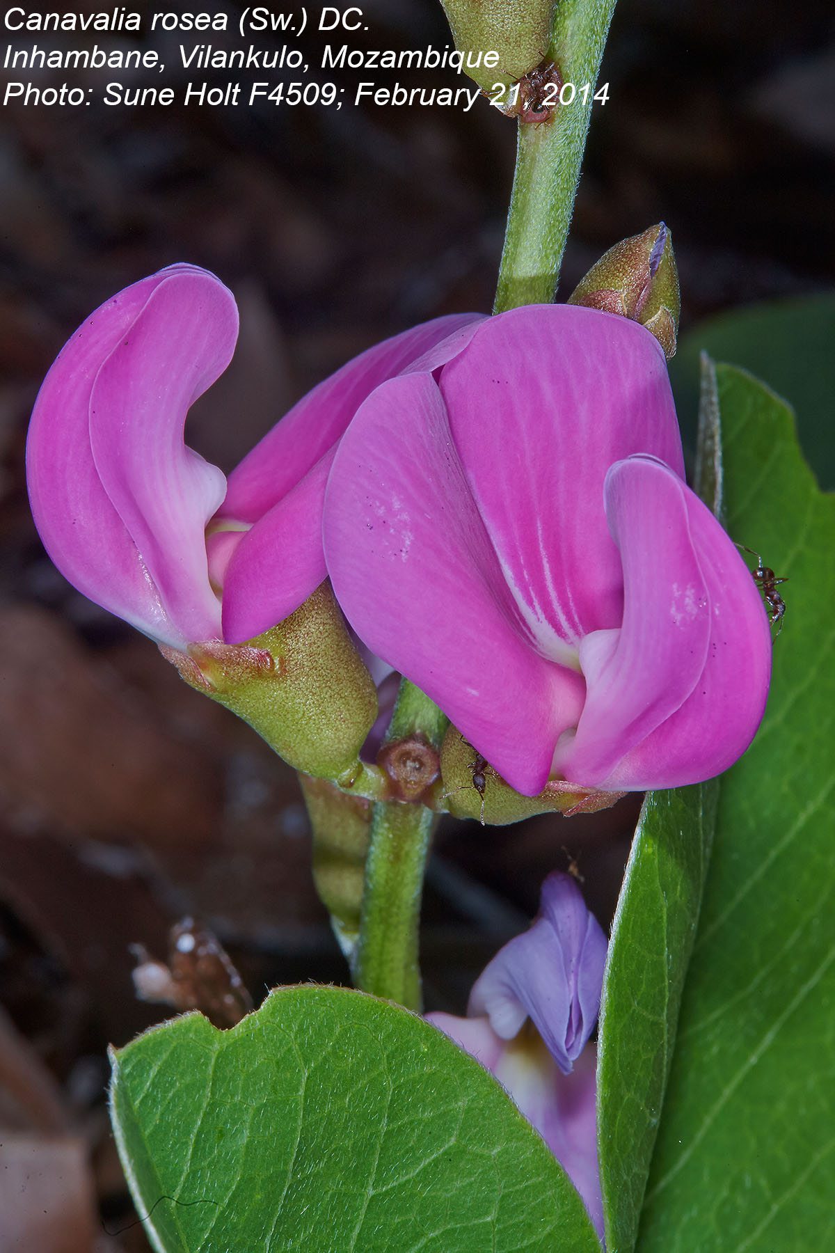 Canavalia rosea