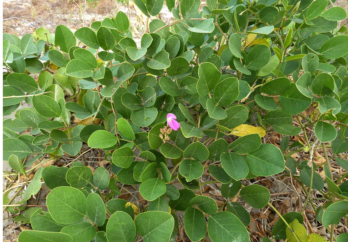 Canavalia rosea