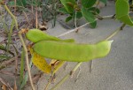 Canavalia rosea