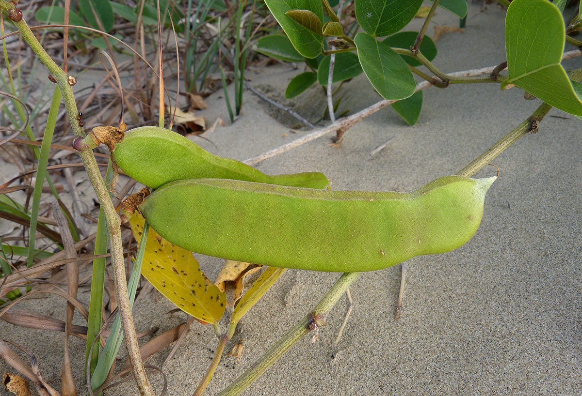 Canavalia rosea