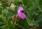 Canavalia rosea