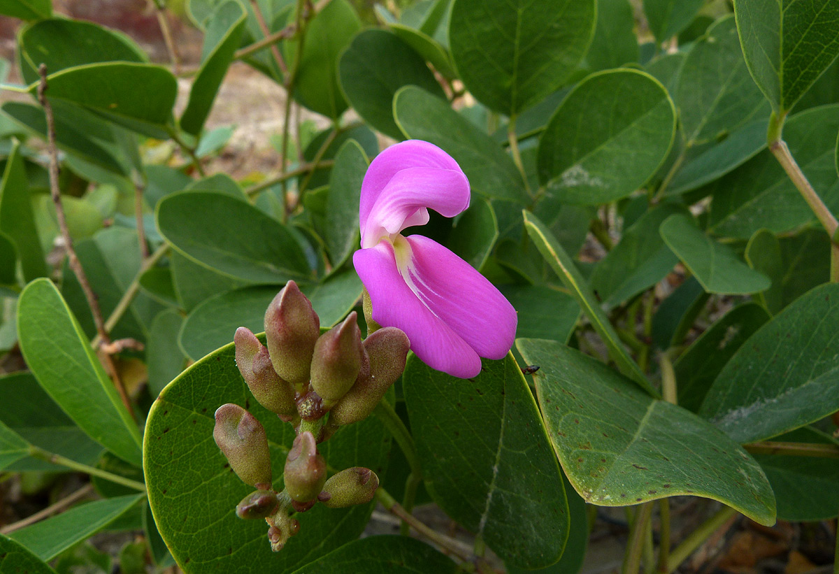 Canavalia rosea