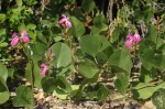 Canavalia rosea