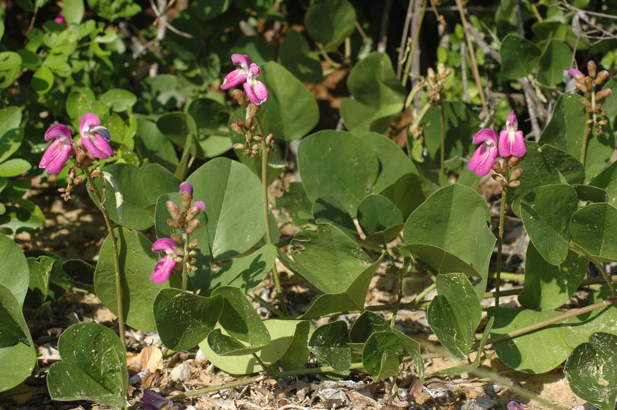 Canavalia rosea