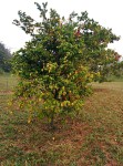 Averrhoa carambola
