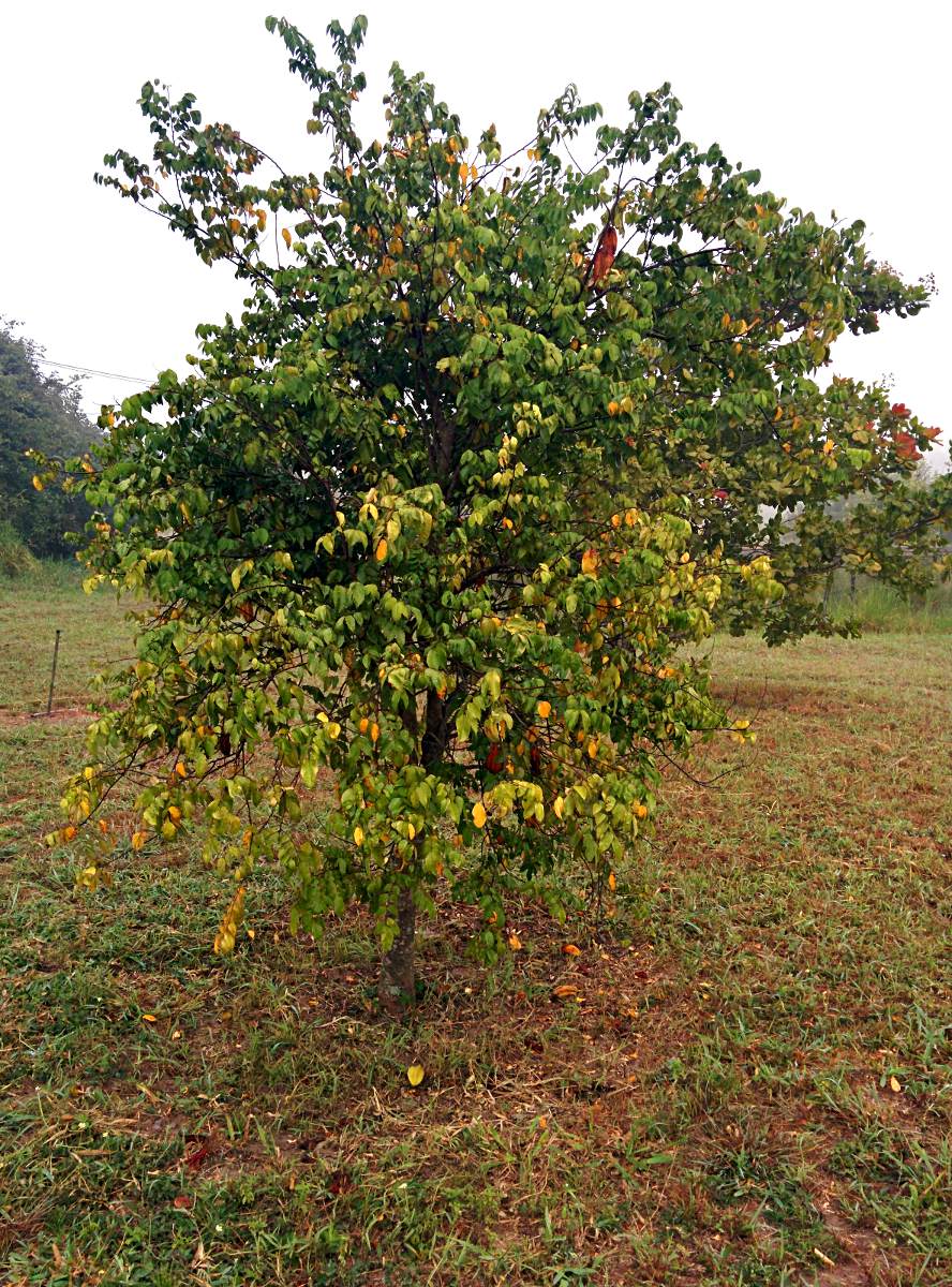 Averrhoa carambola