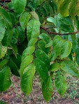 Averrhoa carambola