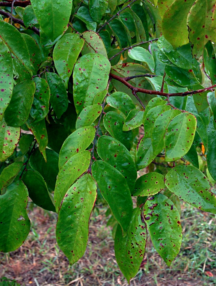 Averrhoa carambola
