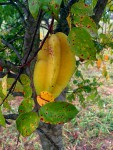 Averrhoa carambola