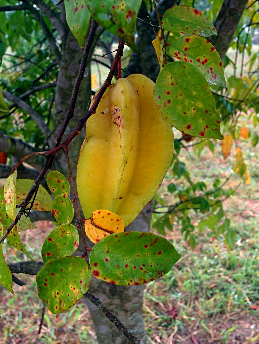 Averrhoa carambola
