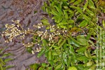 Deinbollia oblongifolia