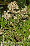 Deinbollia oblongifolia