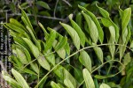 Deinbollia oblongifolia