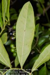 Deinbollia oblongifolia