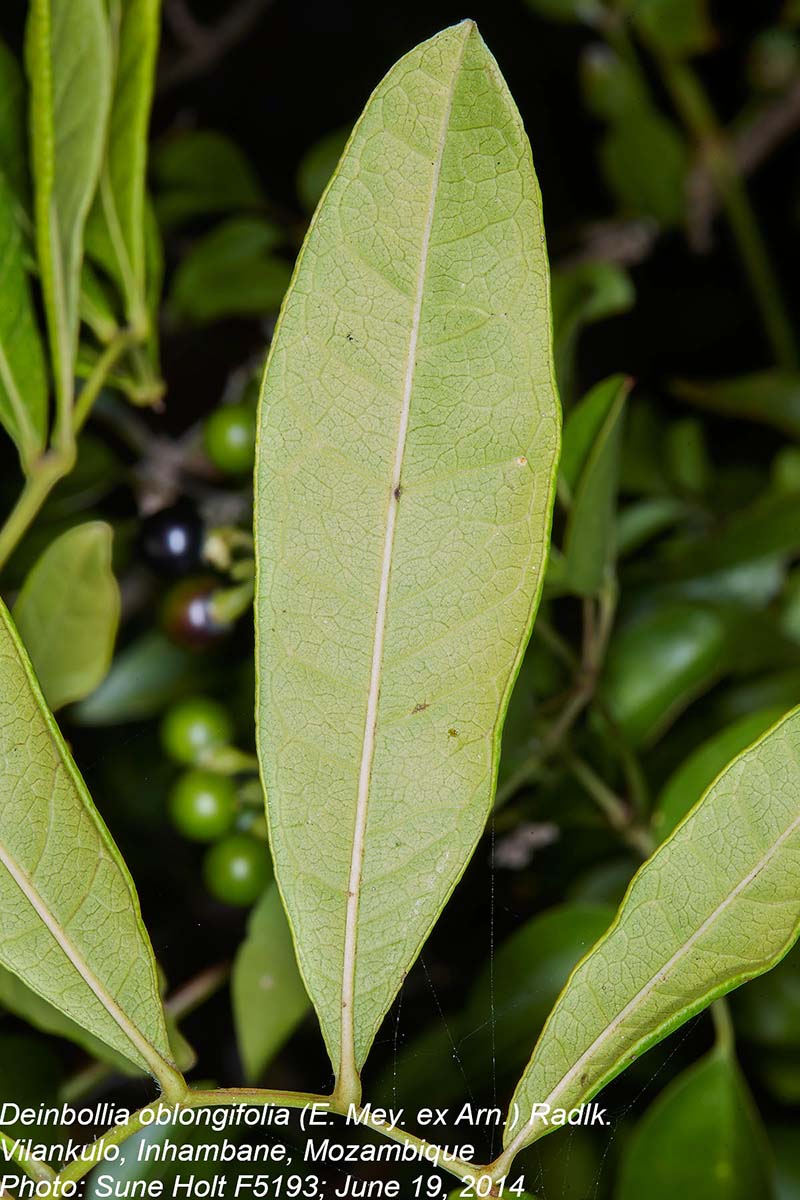 Deinbollia oblongifolia