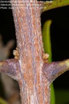 Deinbollia oblongifolia