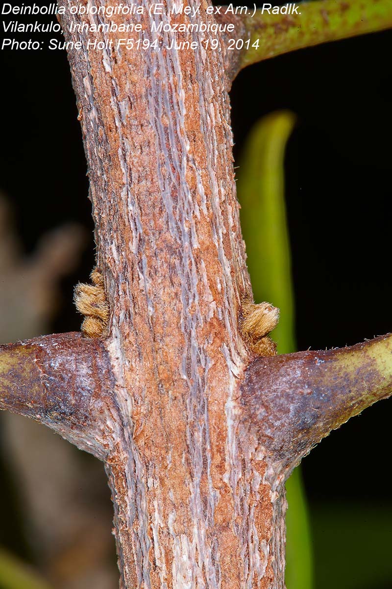 Deinbollia oblongifolia