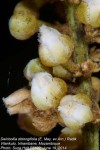 Deinbollia oblongifolia