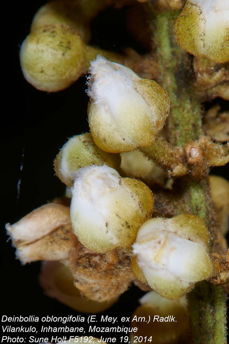 Deinbollia oblongifolia