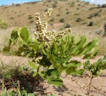 Deinbollia oblongifolia