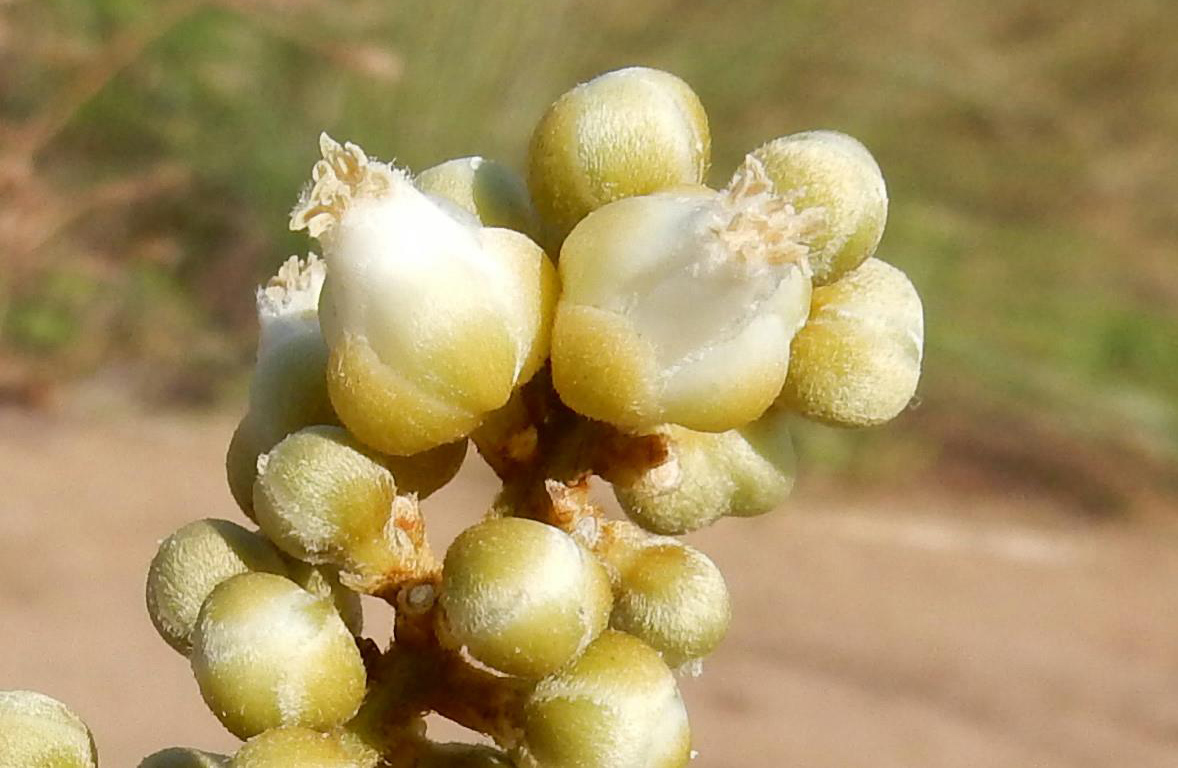 Deinbollia oblongifolia