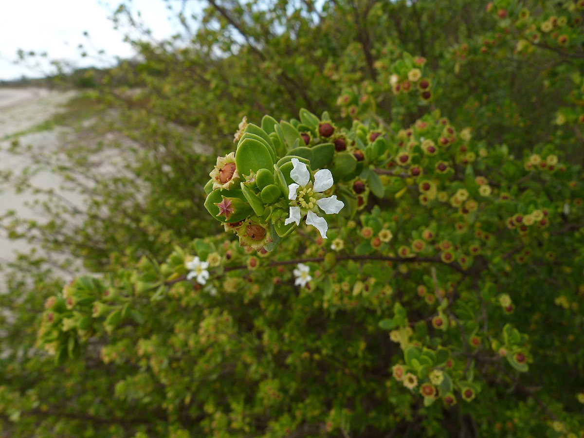 Pemphis acidula