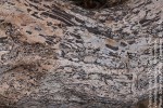 Pemphis acidula