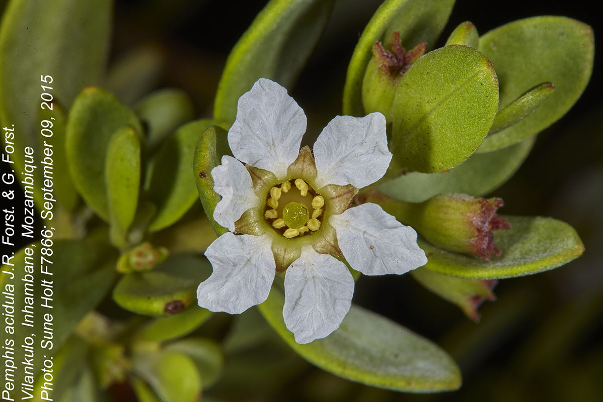 Pemphis acidula